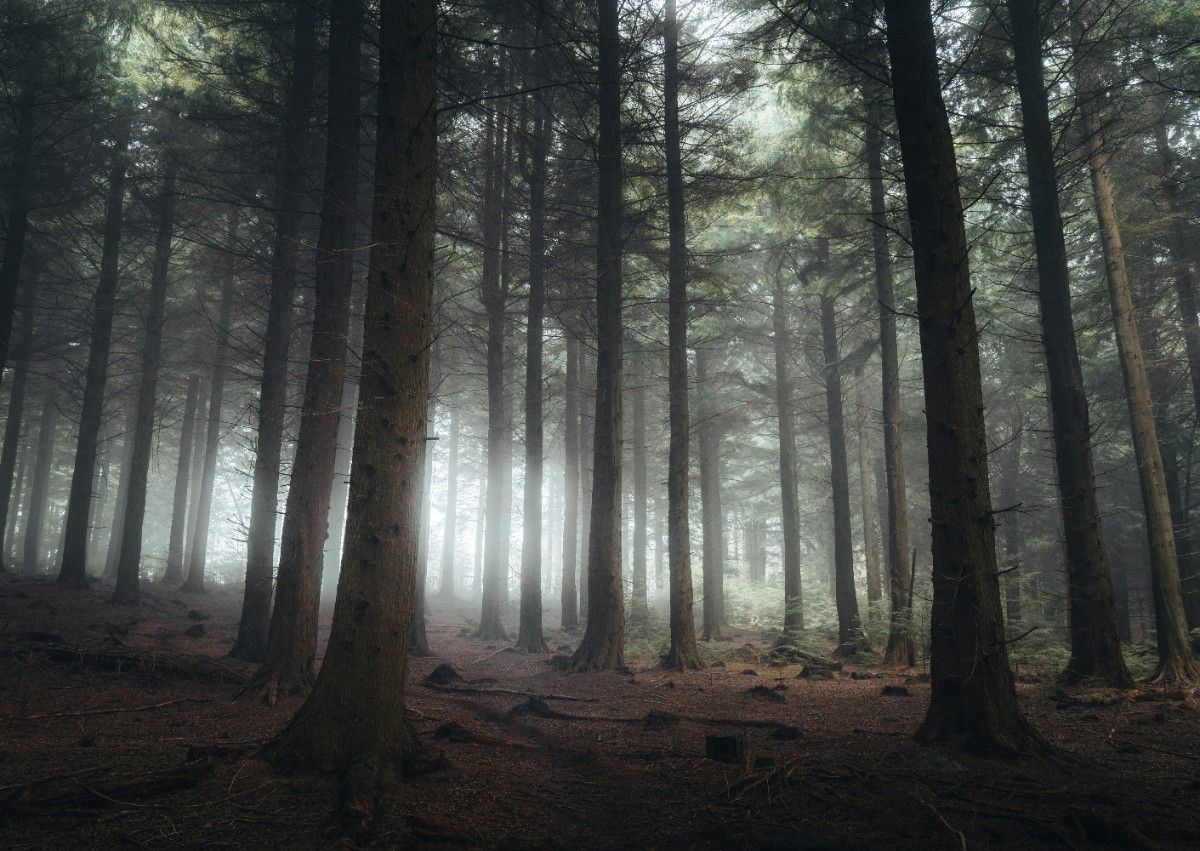 The forest of Dean 