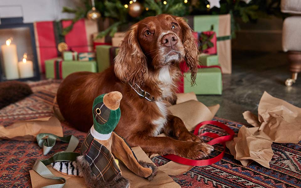 A dog with their Barbour collar and toy at Christmas