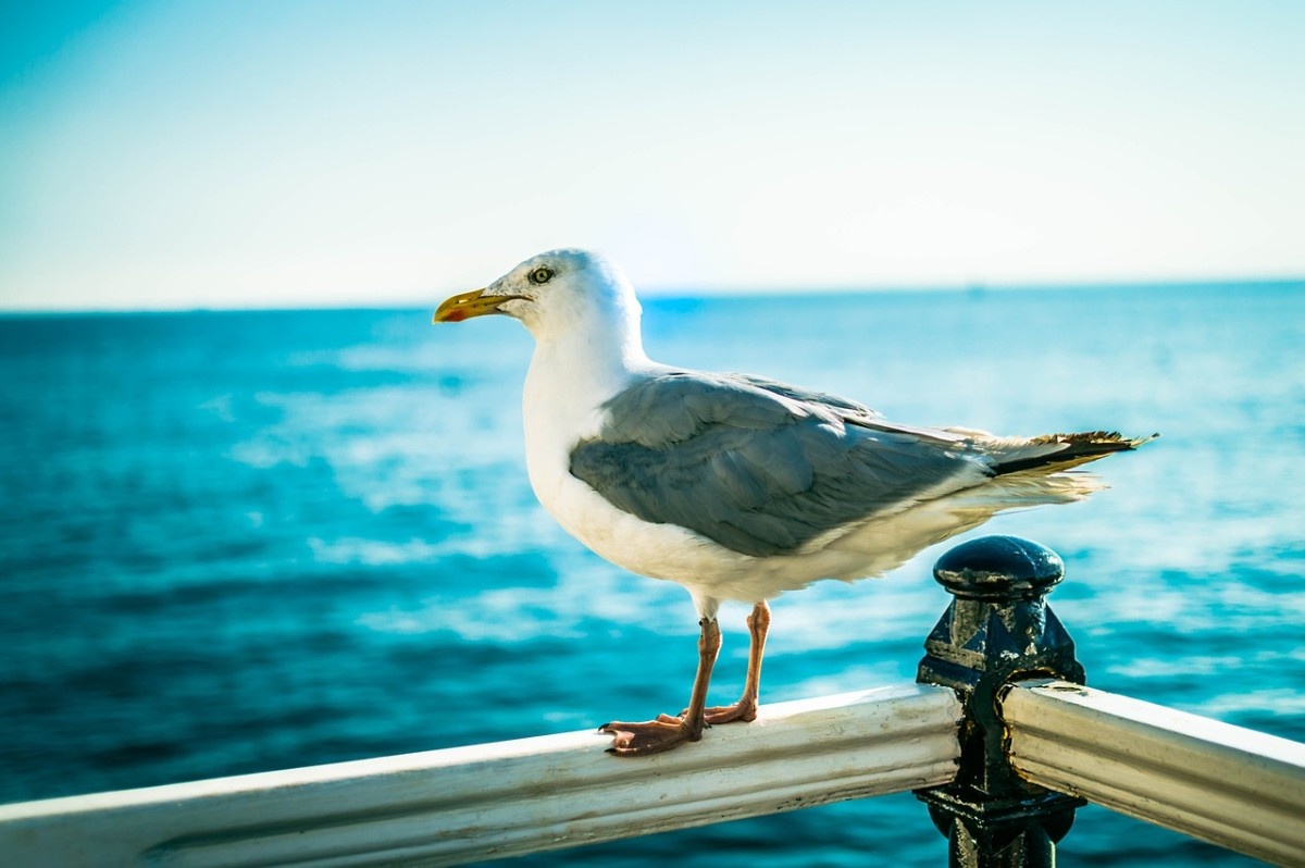 A seagull on Brighton Beach 