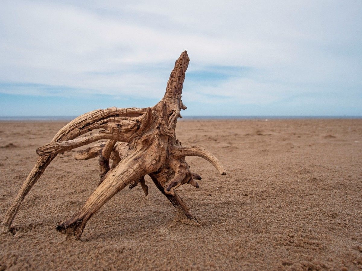 Driftwood on Formby Beach