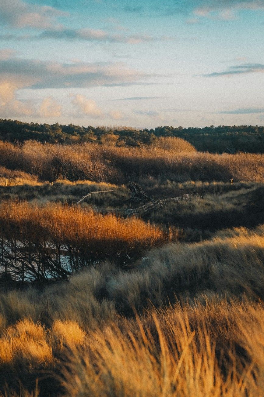 Formby Beach grassy sand dunes