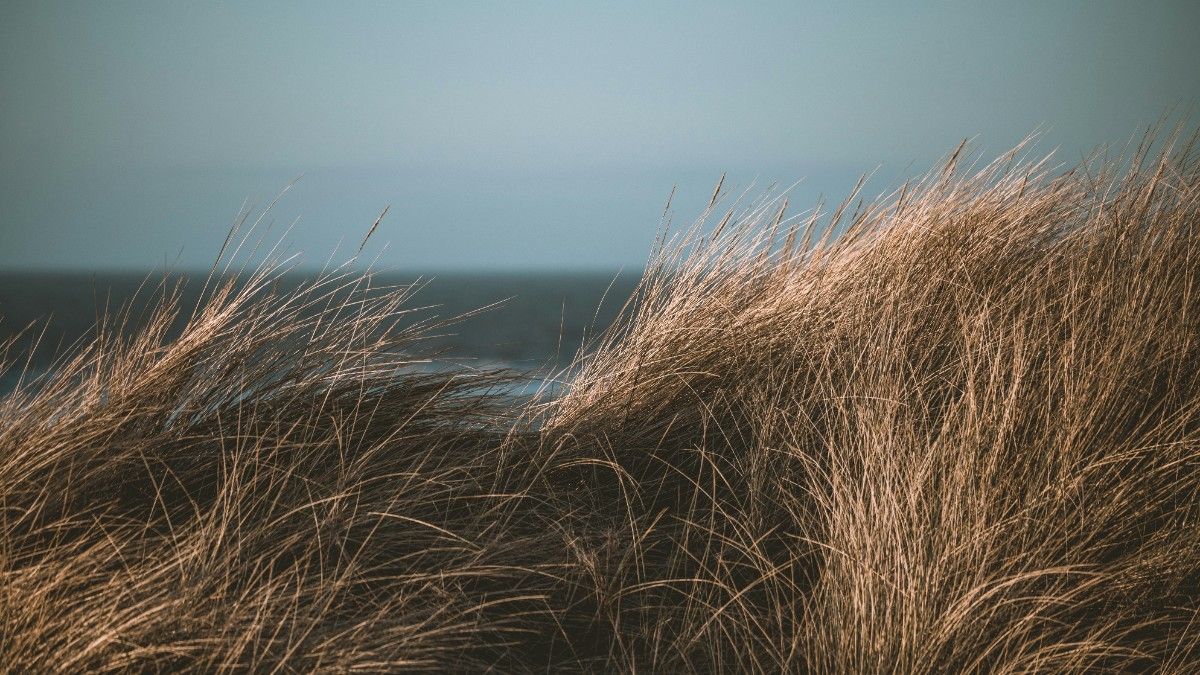 The grass on the dunes of Formby Beach