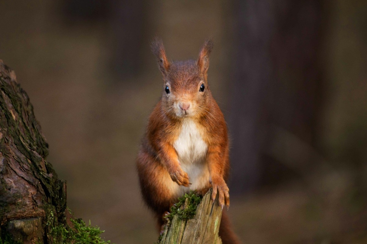 Red squirrel at Formby Beach