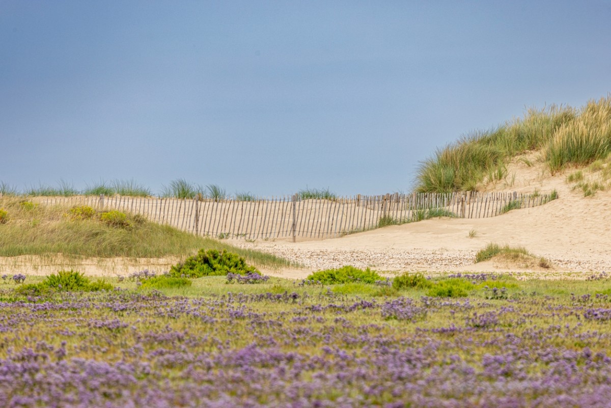 Holkham beach, flowers growing through the sand 