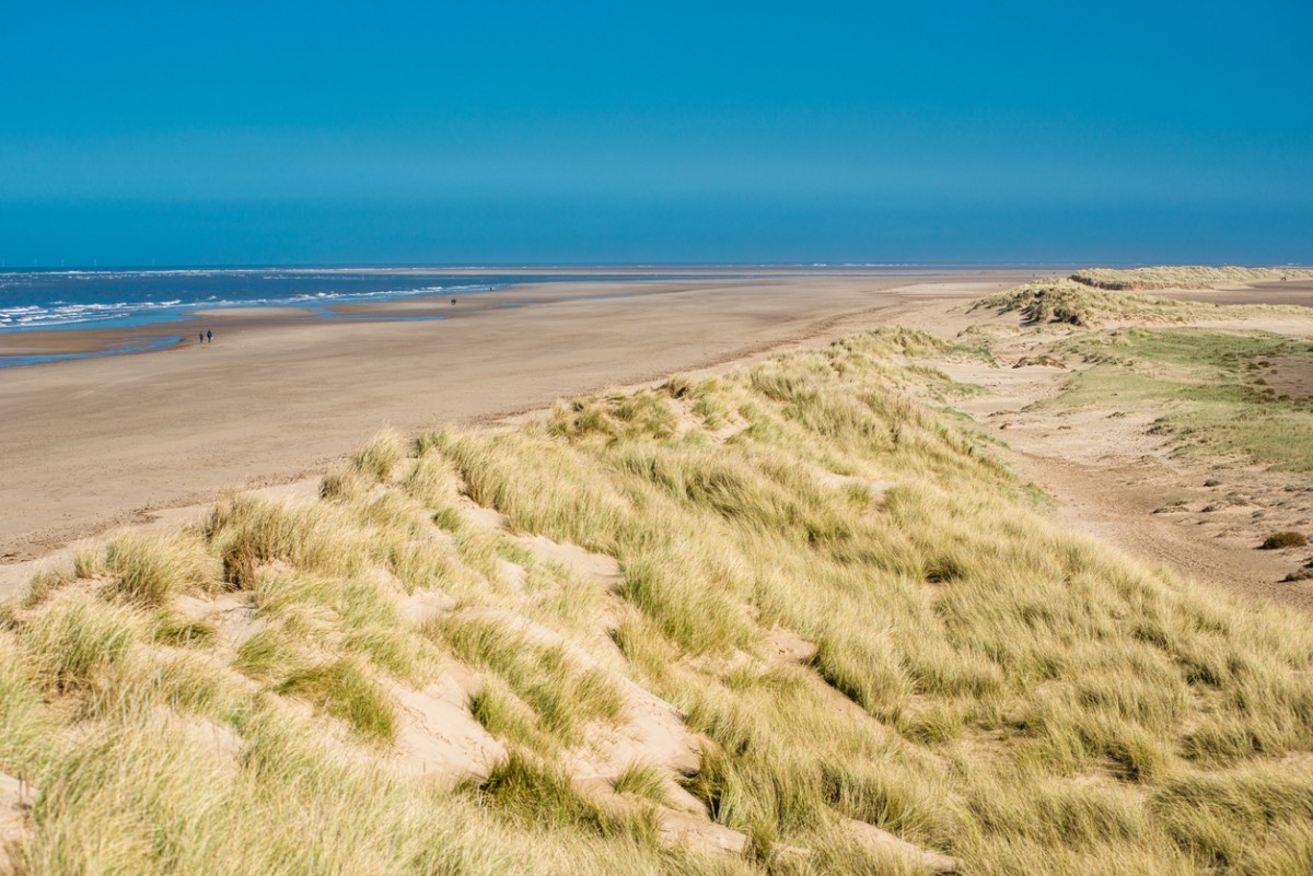 Holkham beach, grass growing in the dunes on a sunny day 