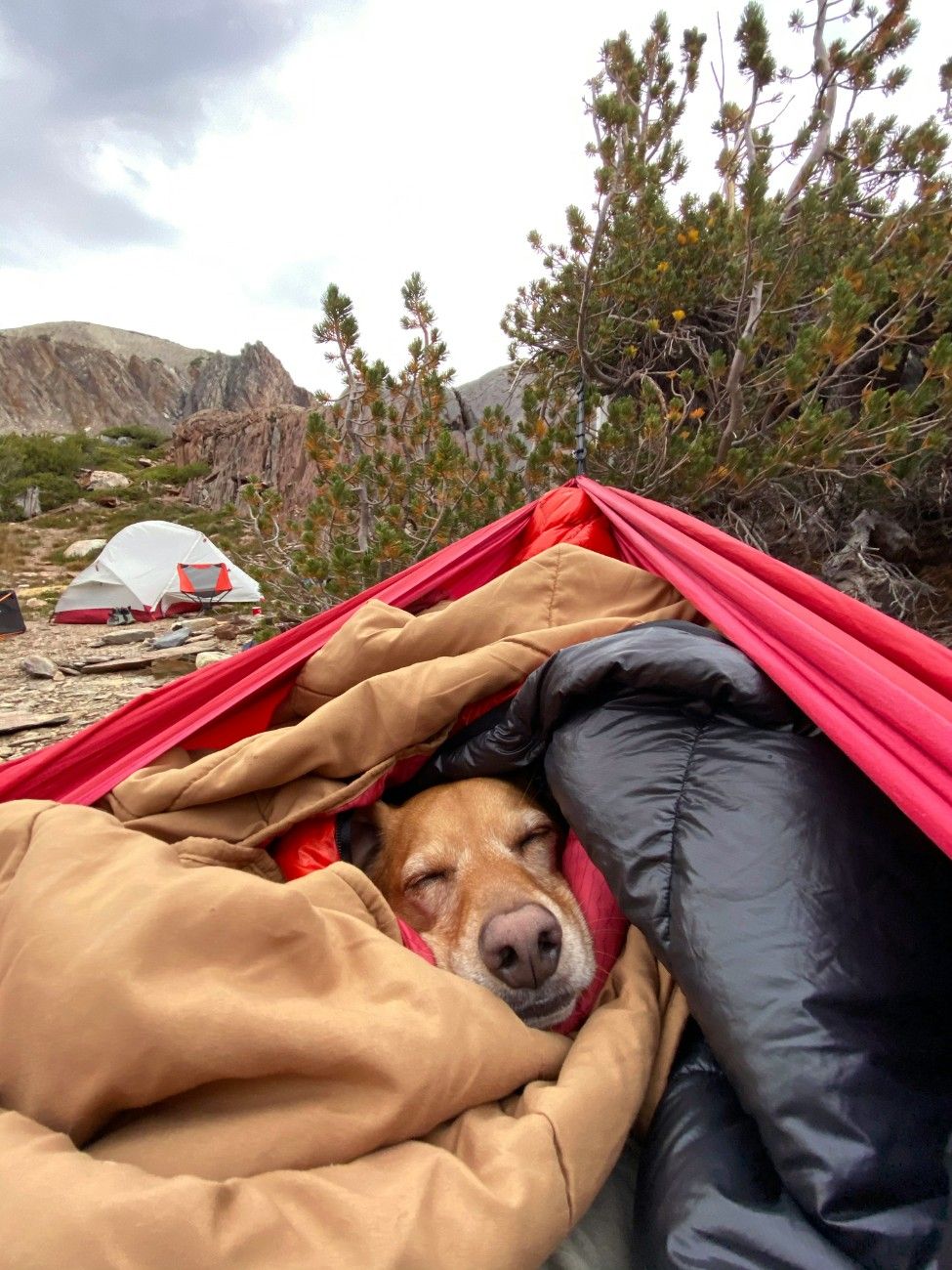 A dog in a hammock with their owner, with a tent in the background 