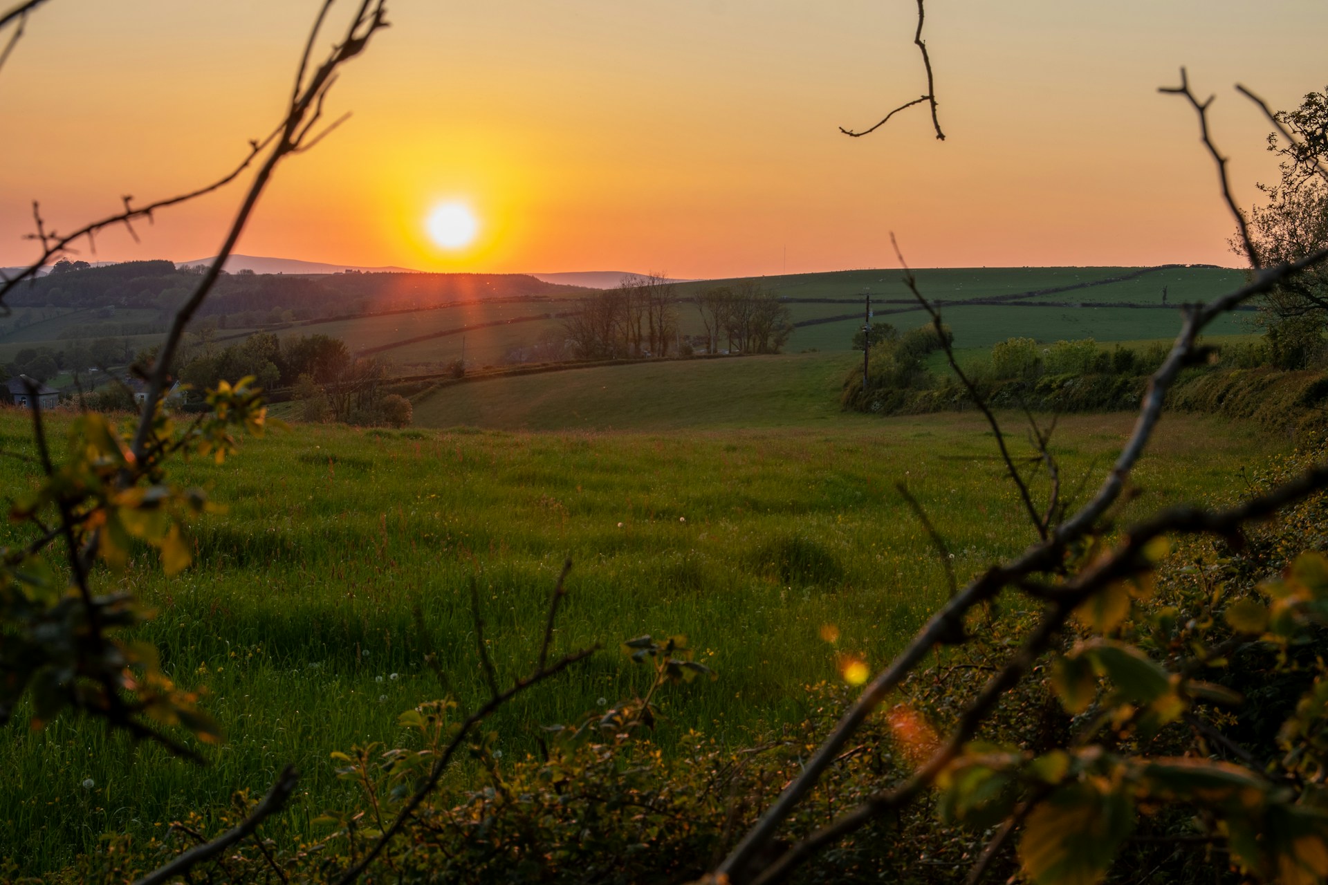 A field in Pembrokeshire through the trees