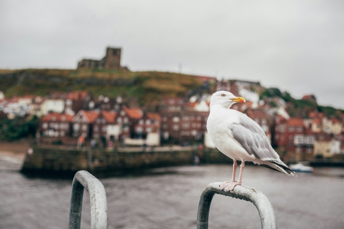 A seagull on the Whitby coast 