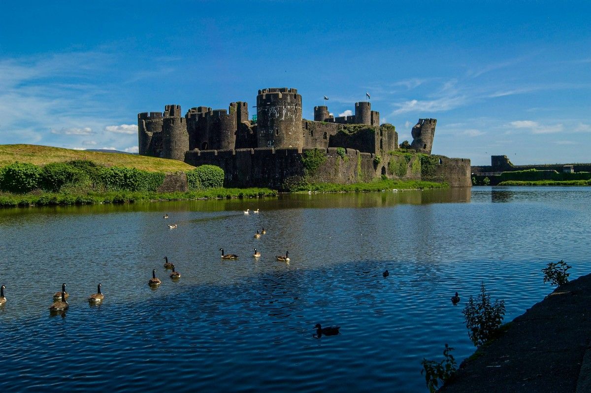 A group of geese swimming on Caerphilly Castle's moat with Caerphilly Castle in the background