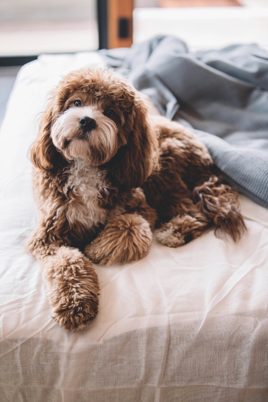 A dog all cosy on a hotel bed 