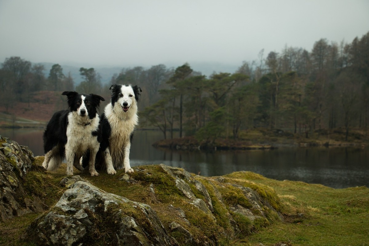 Two collies in the Lake District 