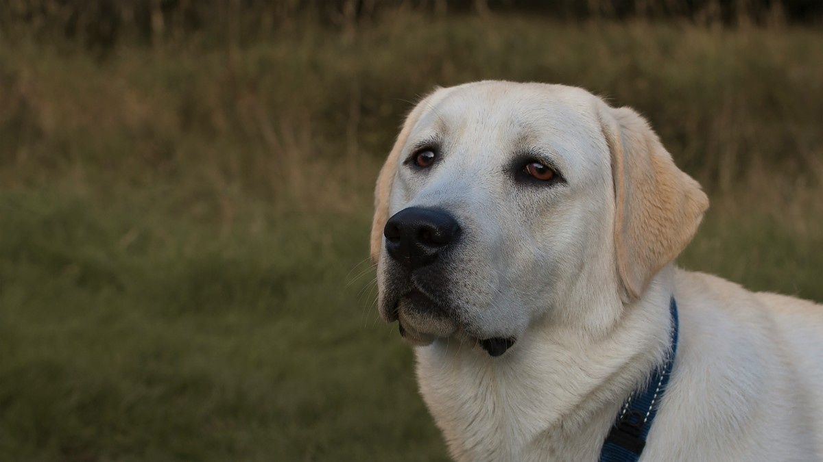 A labrador in the Lake District 