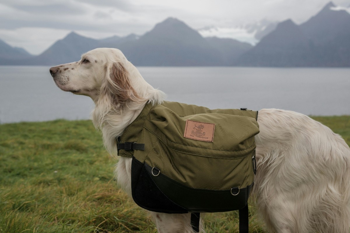 A labrador in the Lake District in front of a lake 