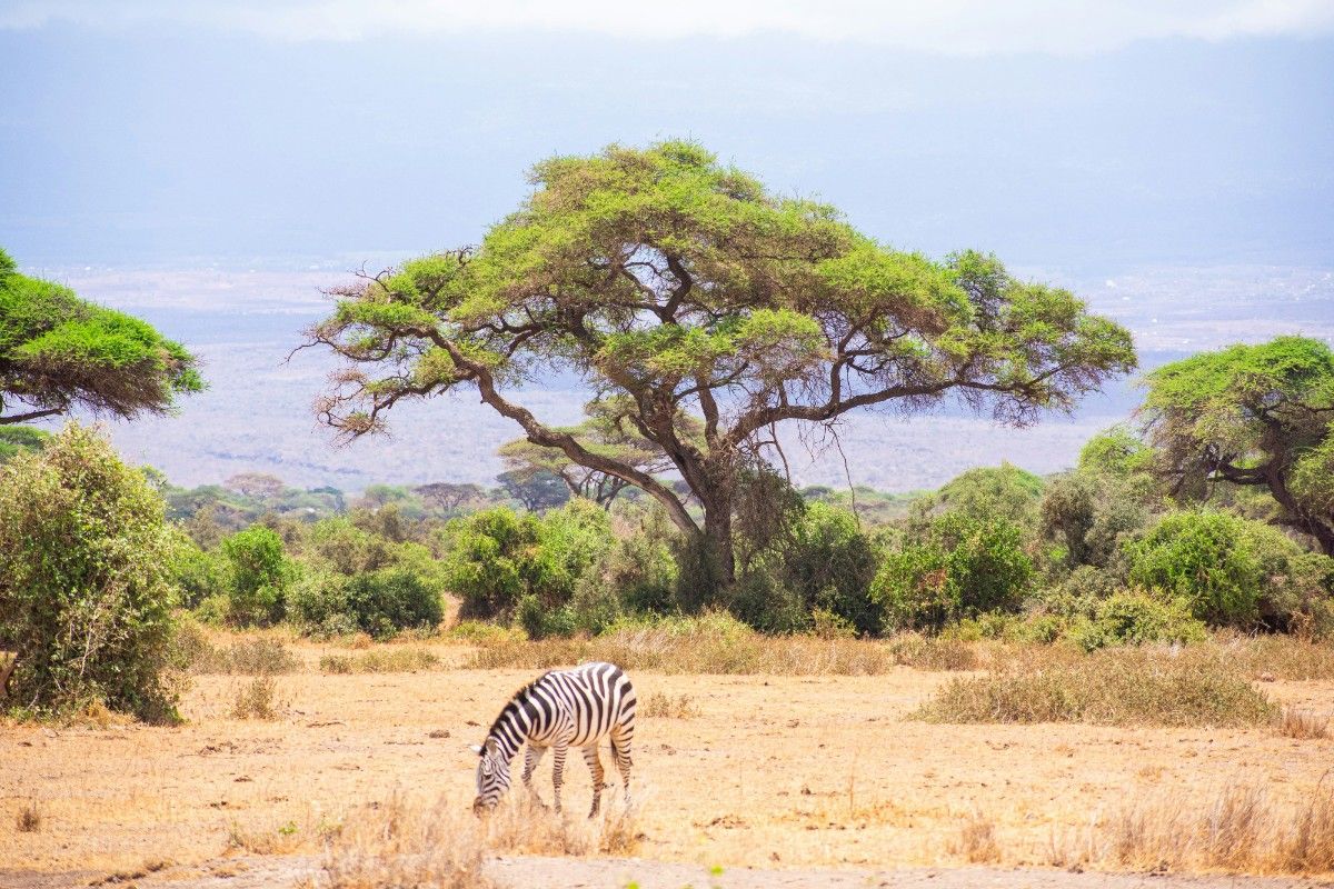 A zebra in Amboseli National Park