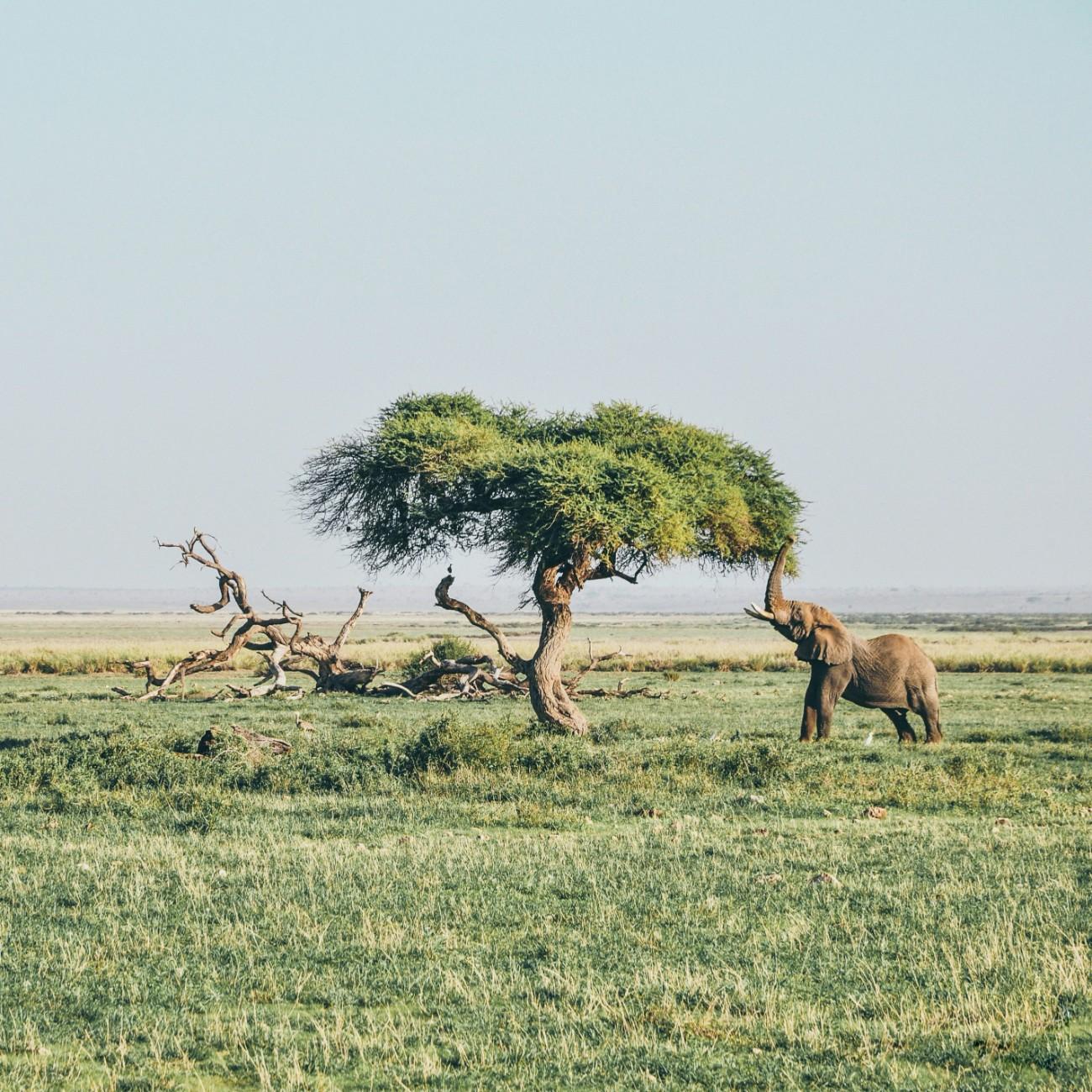 An elephant by a tree in Amboseli National Park 