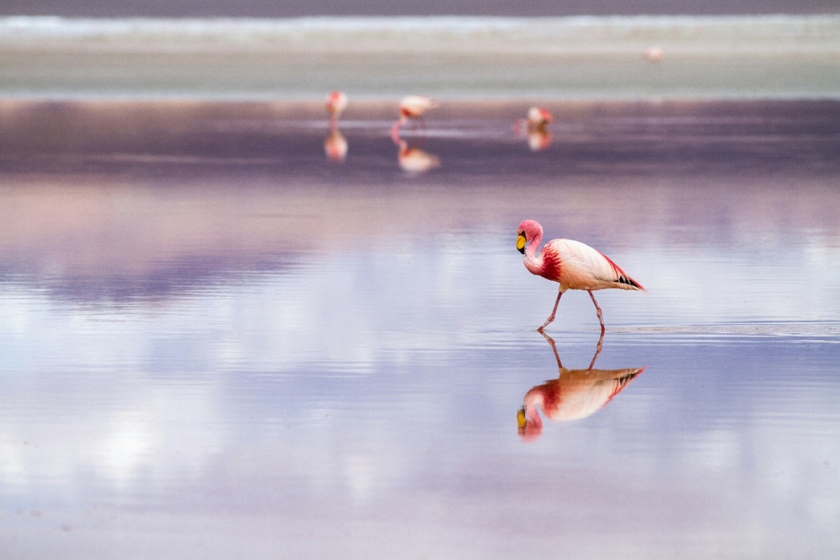 A flamingo on the Salar de Uyuni salt flats