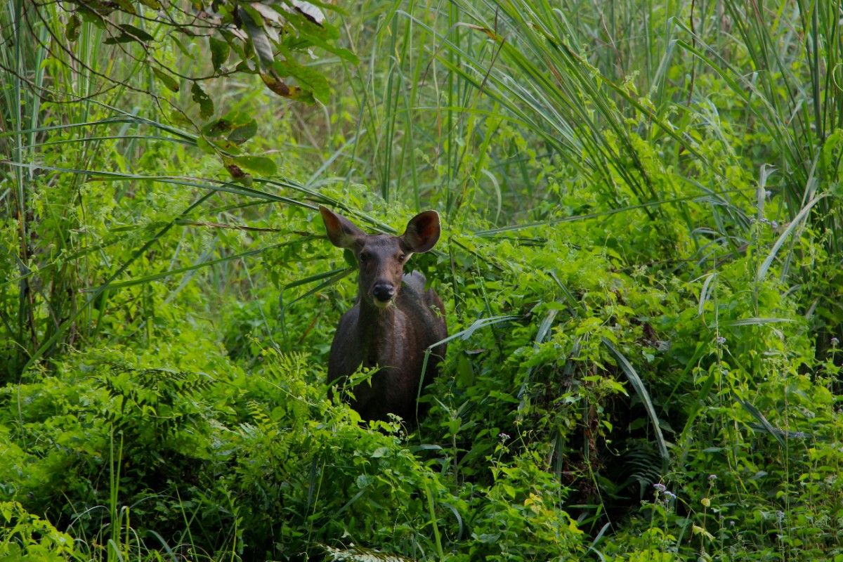 A Chittal Deer in Chitwan National Park 