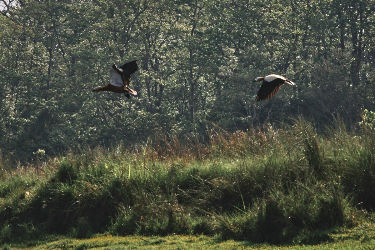 Two birds flying in Chitwan National Park 