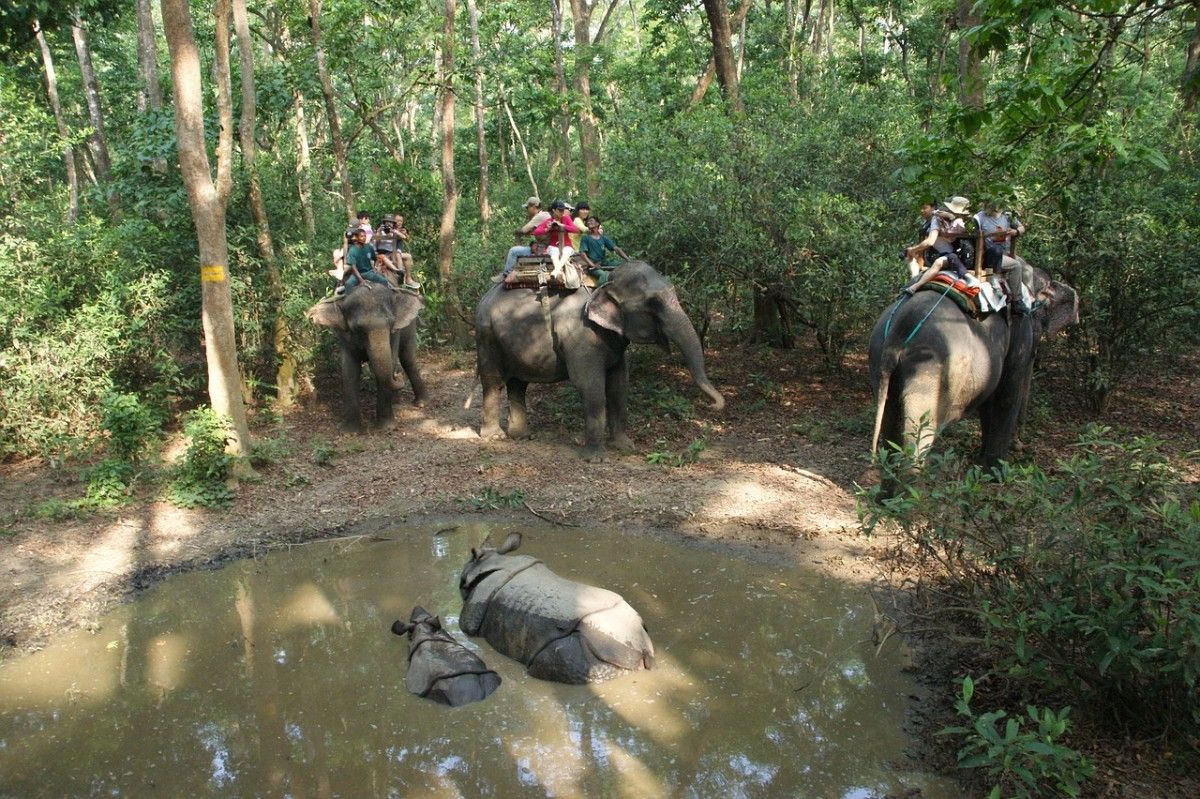 People riding elephants in Chitwan National Park 