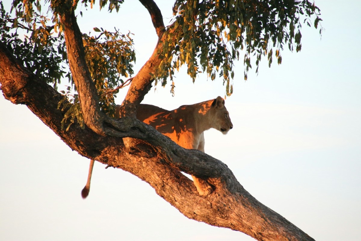 A lion in Chobe National Park