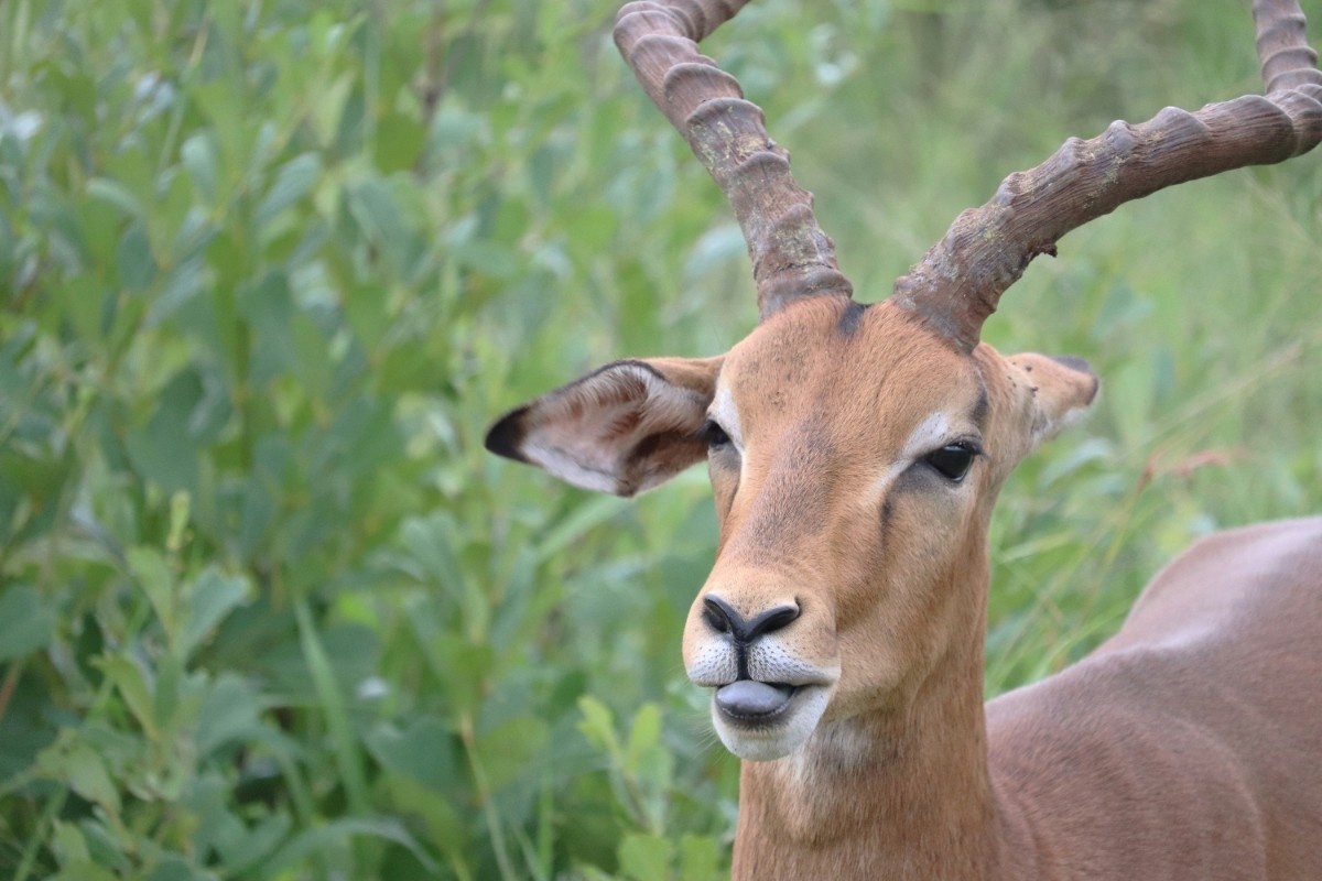 An impala in Chobe National Park 