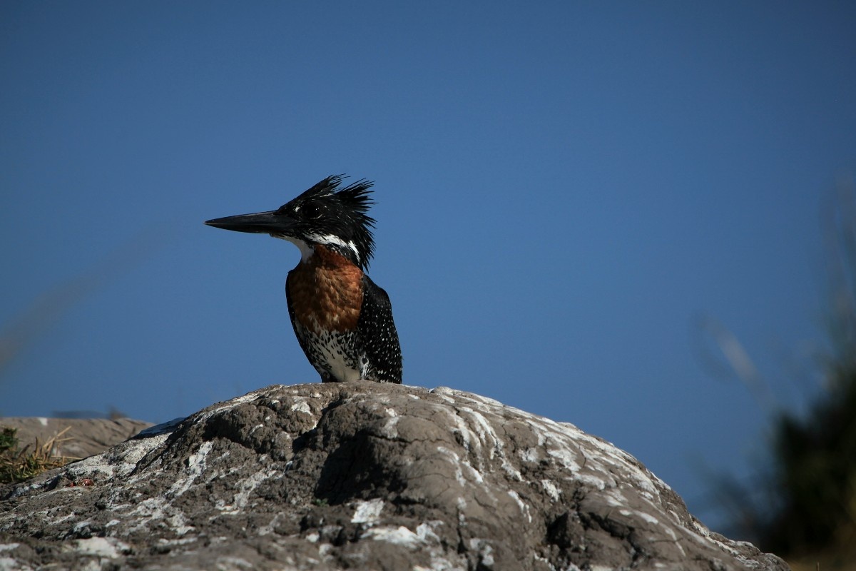 A kingfisher in Chobe National Park