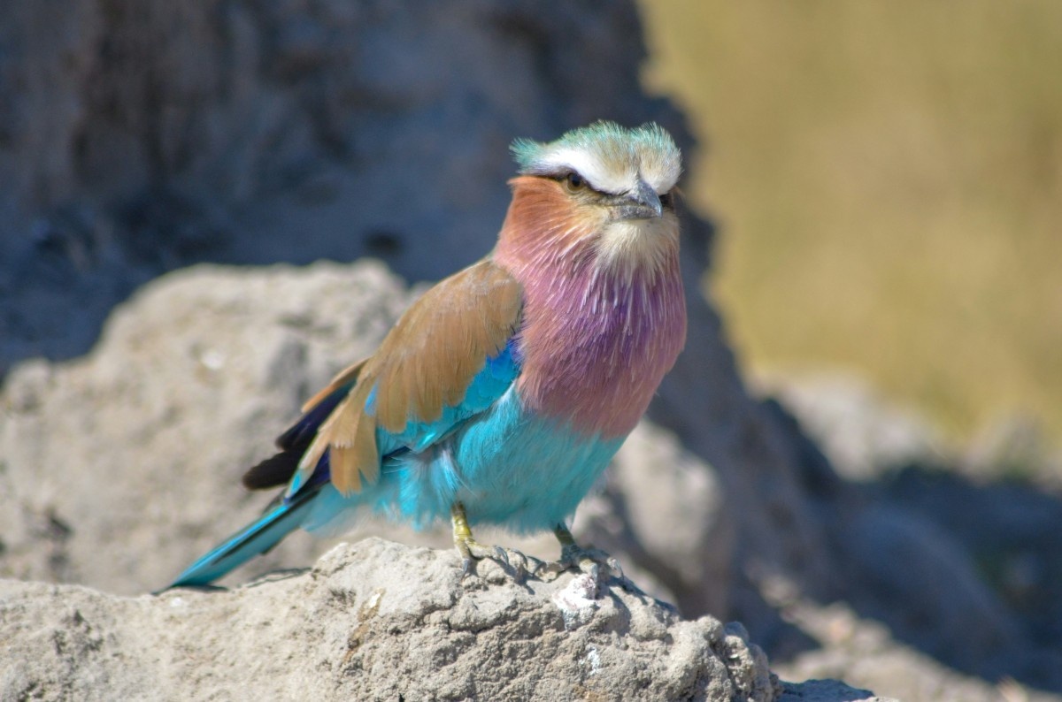 A bird in Chobe National Park