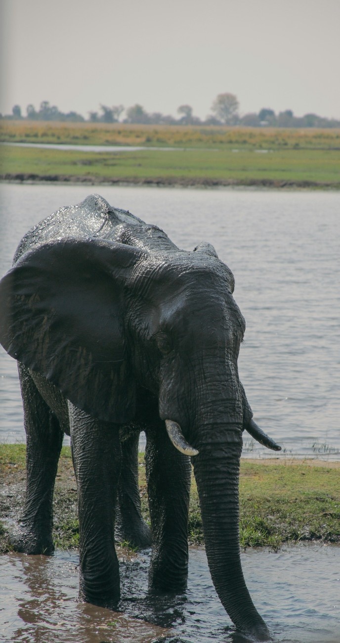 An elephant in Chobe National Park 