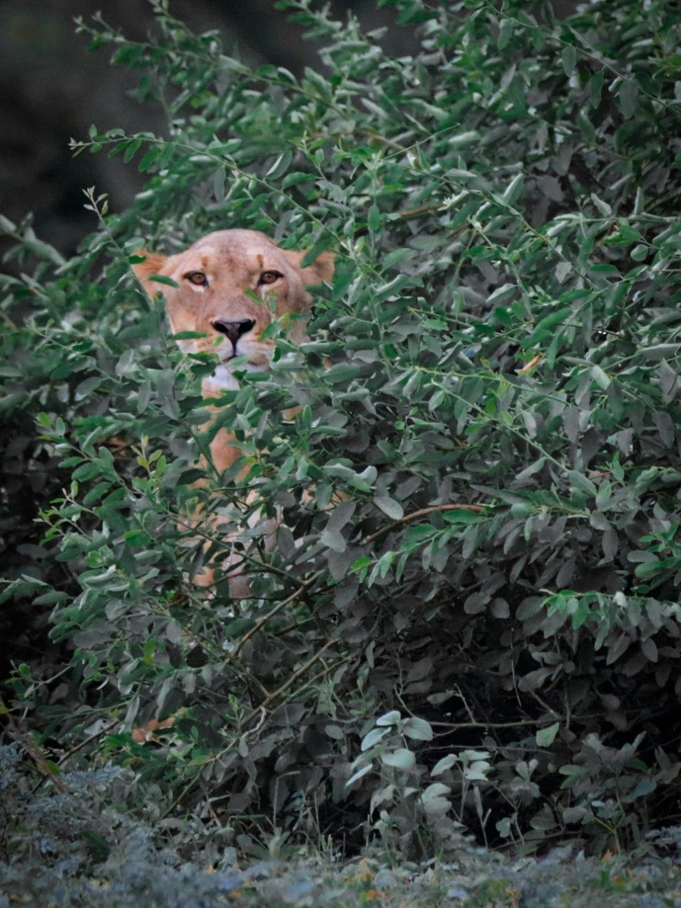 A lion in Chobe National Park