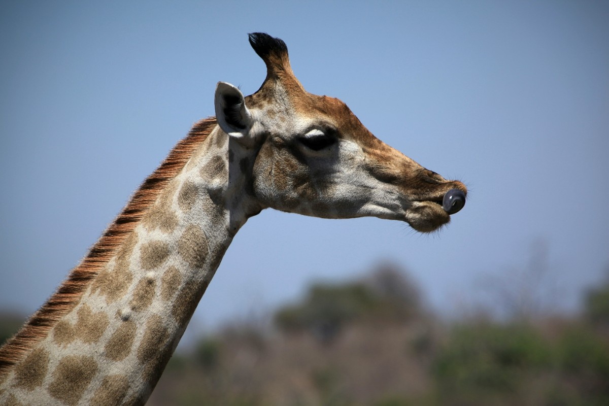 A giraffe in Chobe National Park