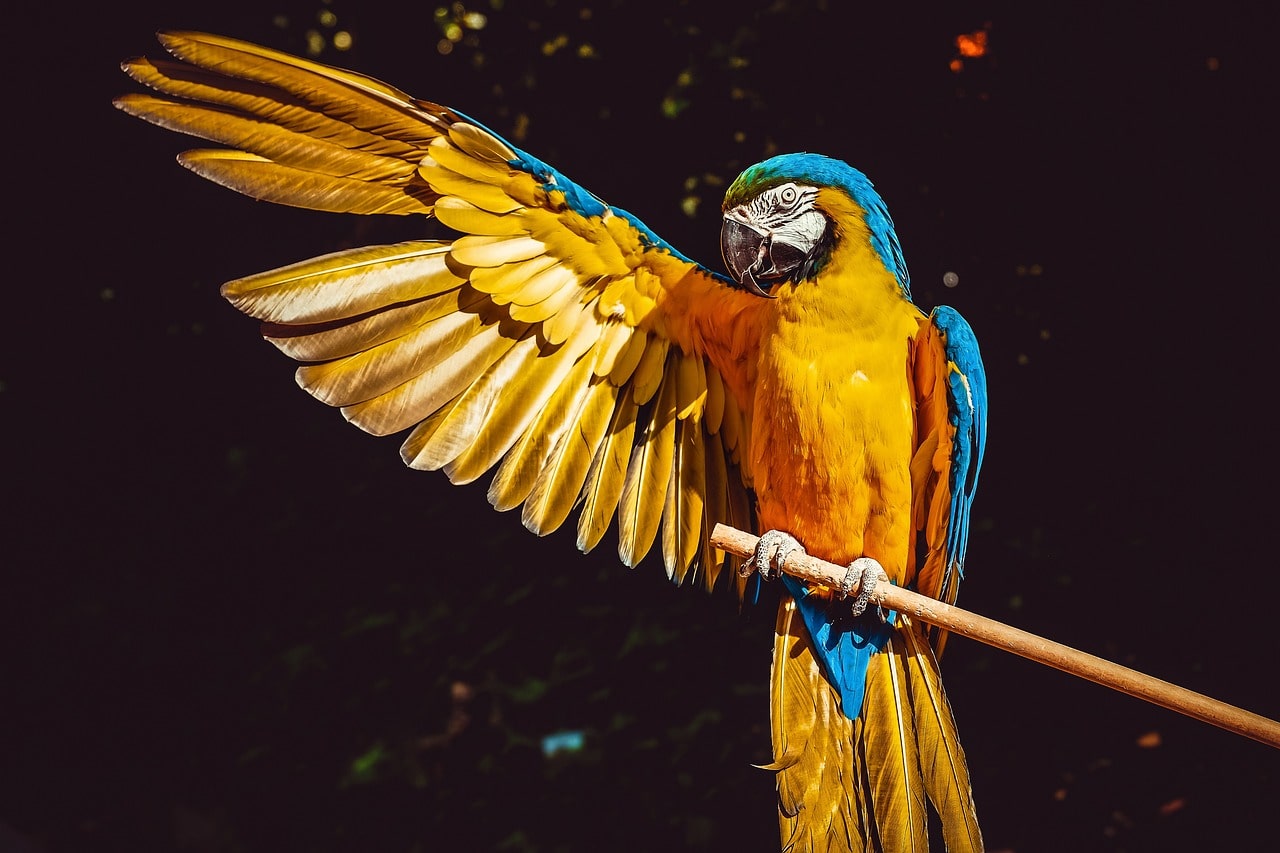 An image of a mccaw spreading its wing