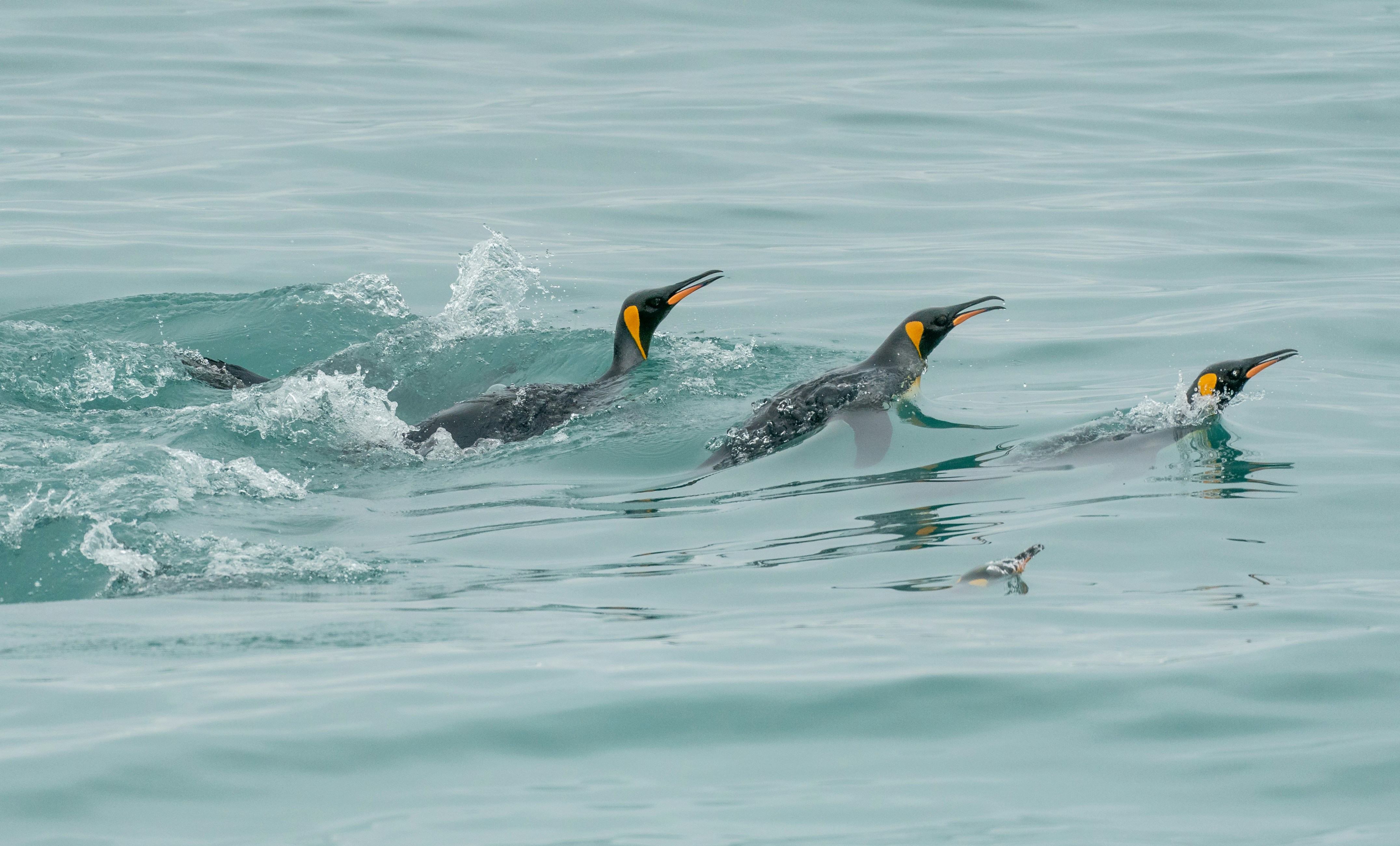 An imahe of three penguins swimming in a line 