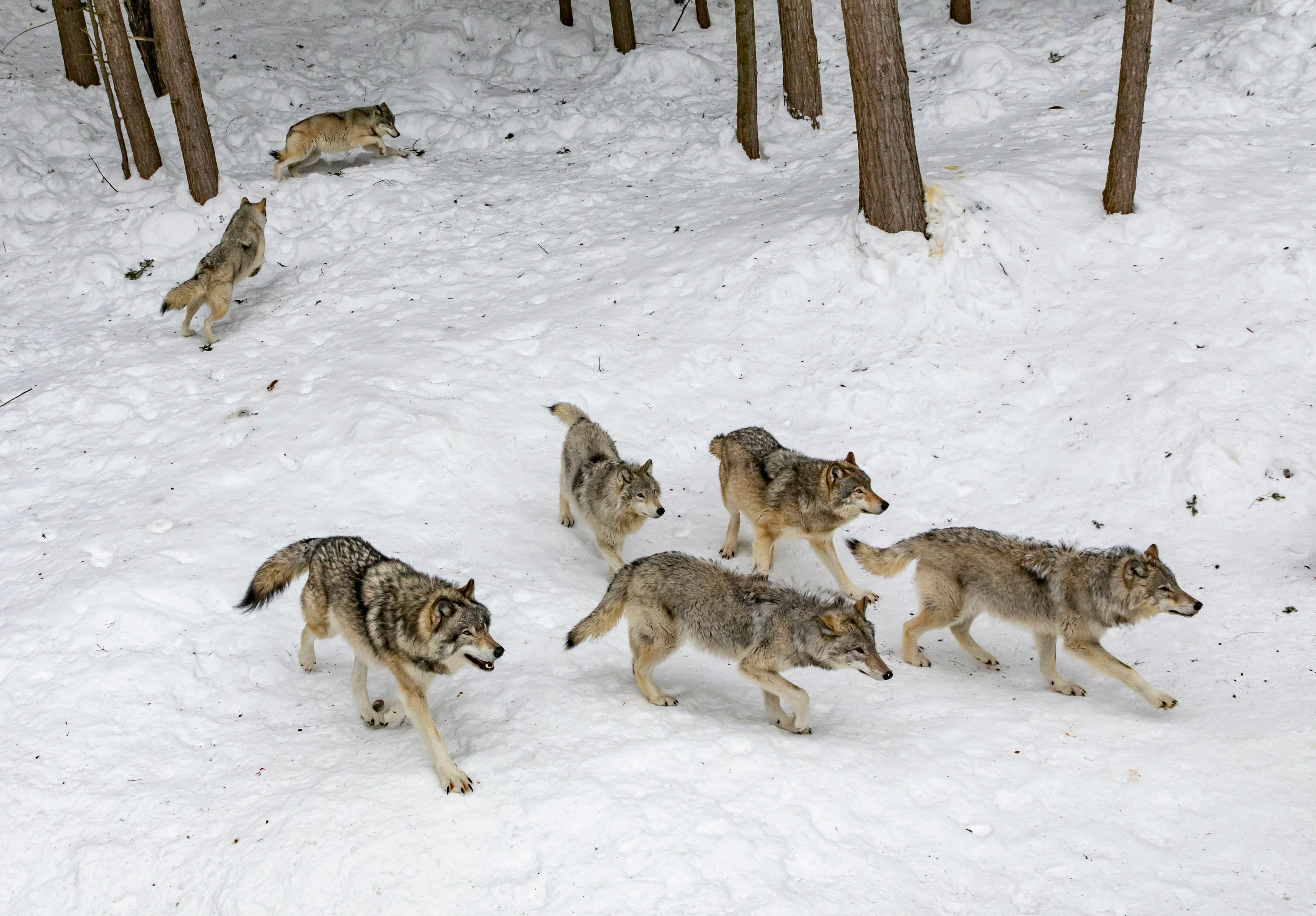 A pack of wolves in the snow