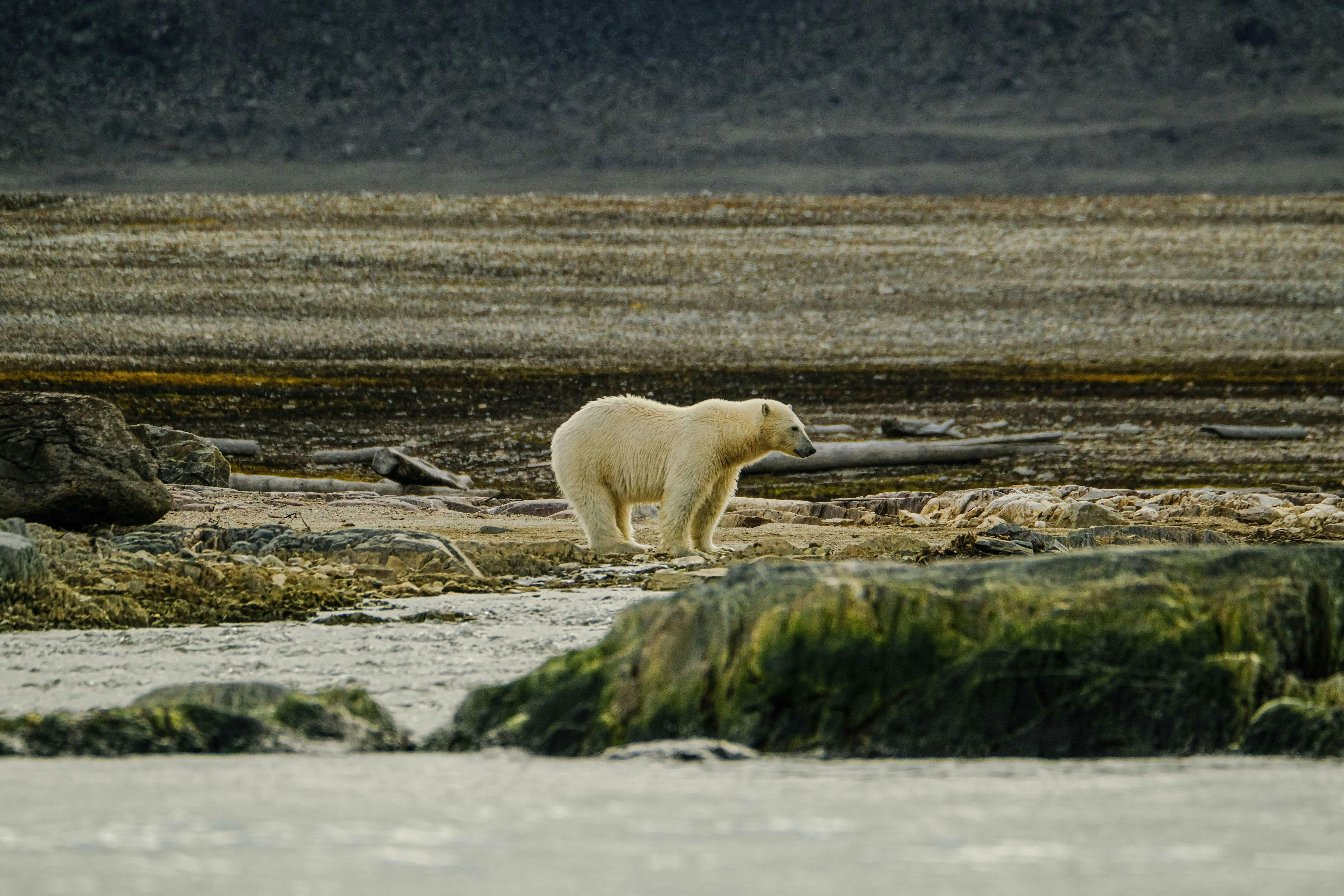 A polar bear walking over a landscape with no snow, highlighting the effects of global warming