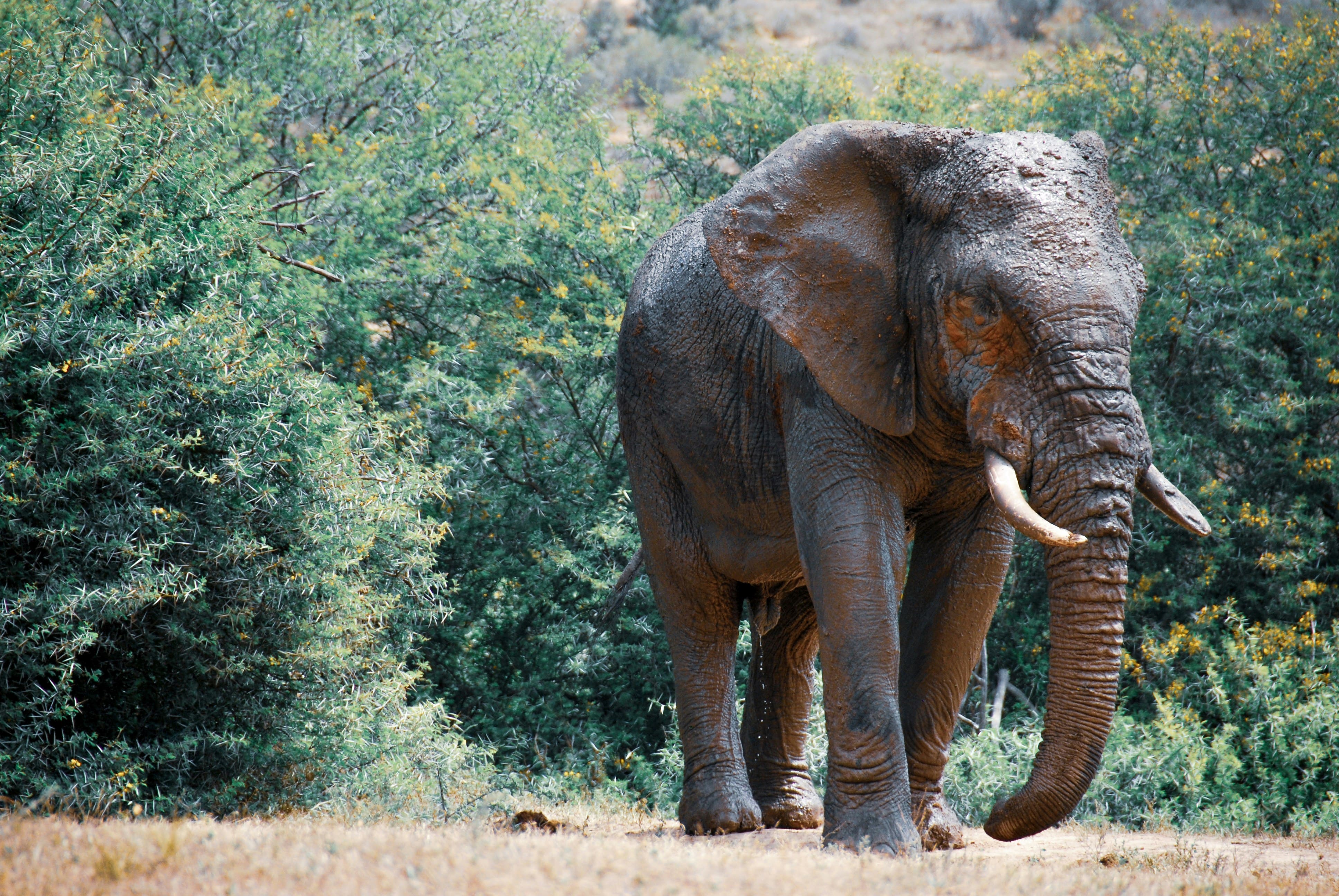 An elephant walking 