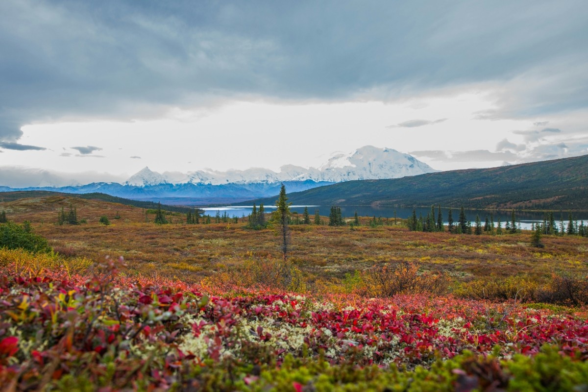 A blooming field in Denali National Park 