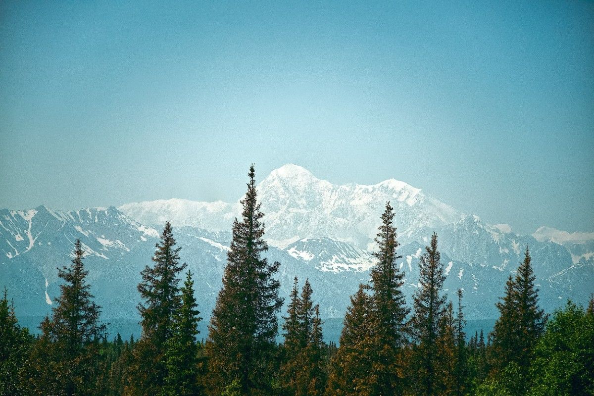 Trees covering Denali Mountain in the distance 