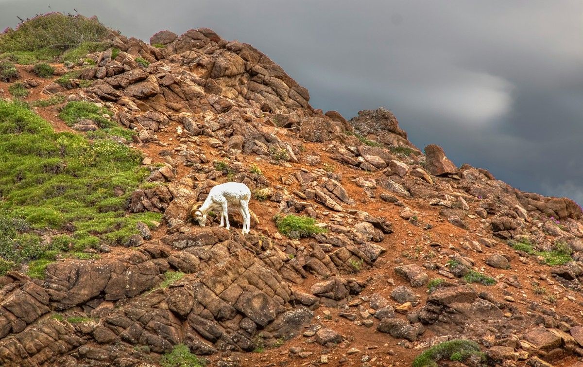 A goat in Denali National Park 