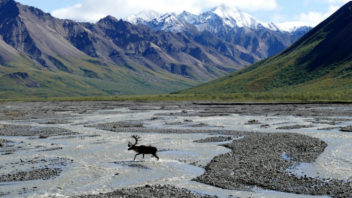 A moose walking through the river in Denali National Park 