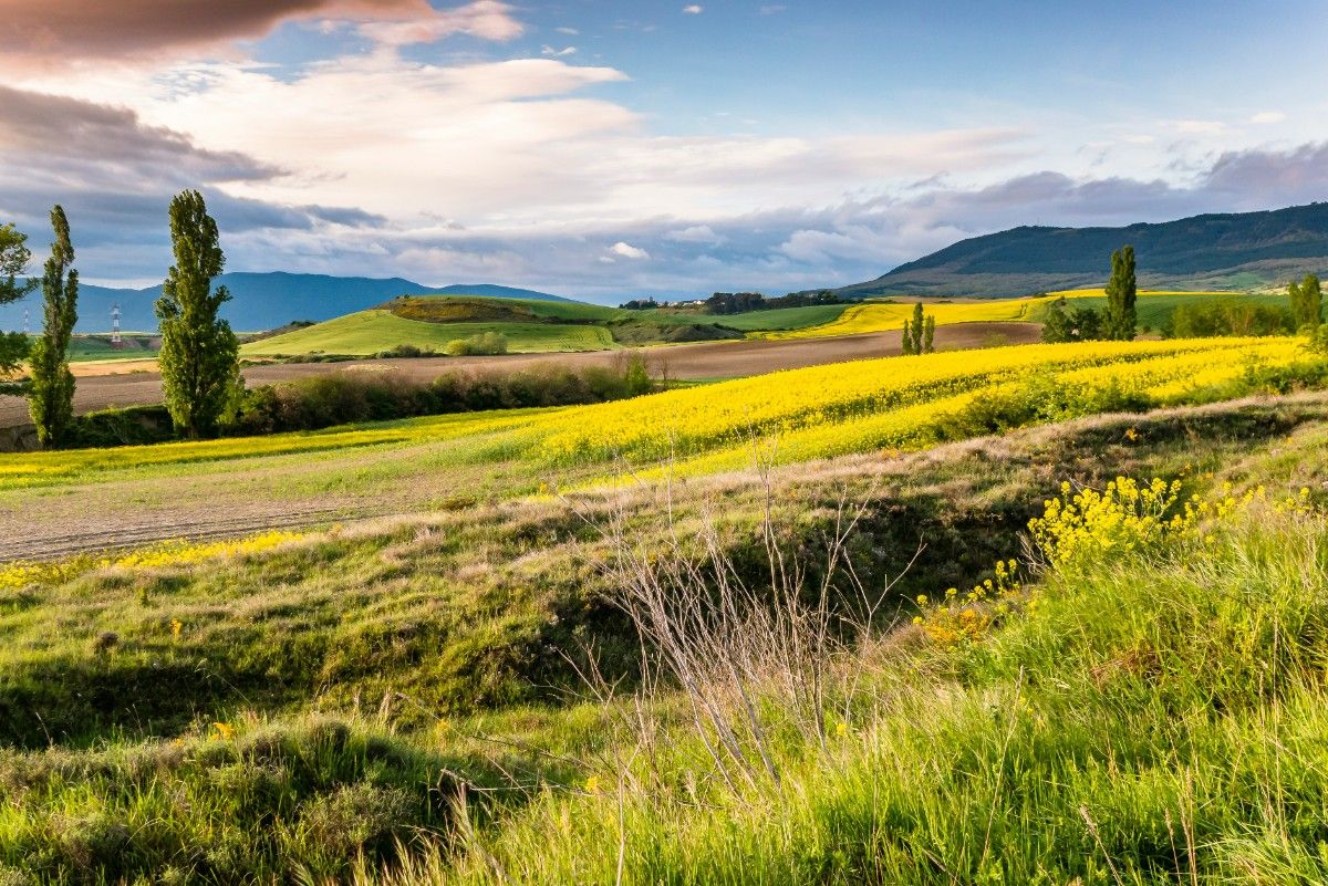 El Camino de Santiago