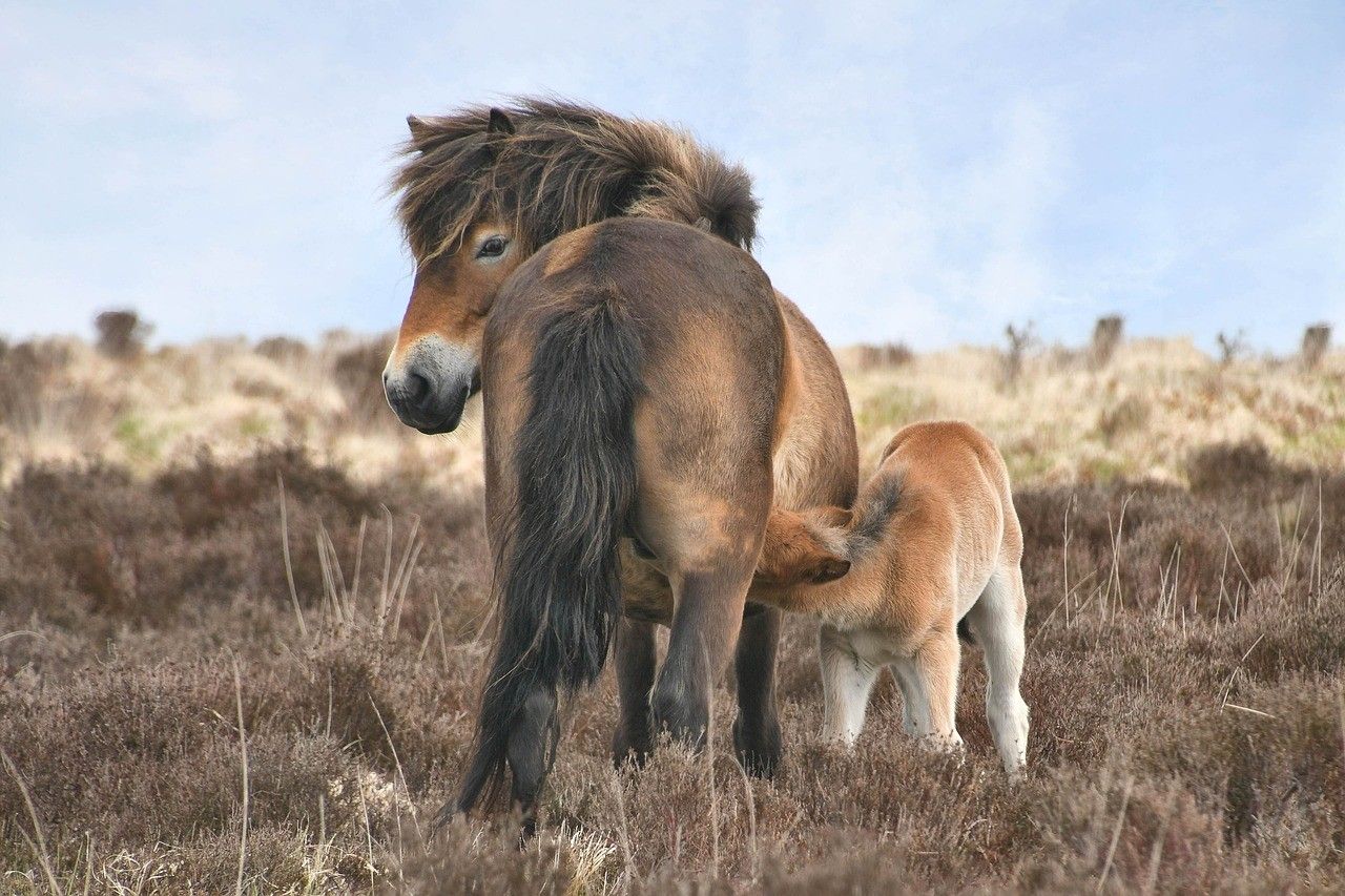 Ponies in a field in Exmoor