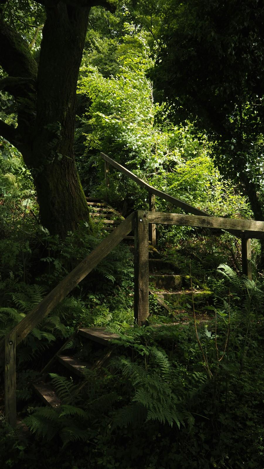 A wooded stairway in Exmoor National Park 