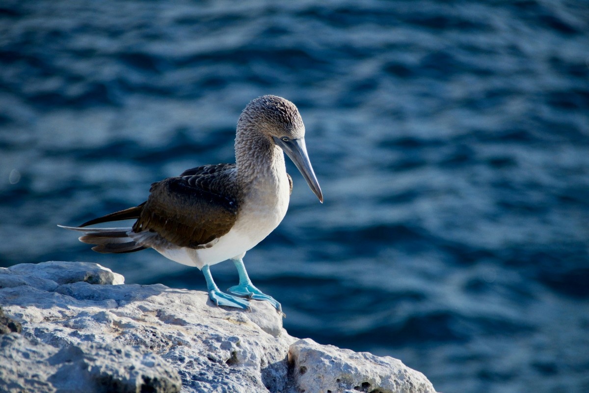 Blue footed booby on the Galapagos Islands