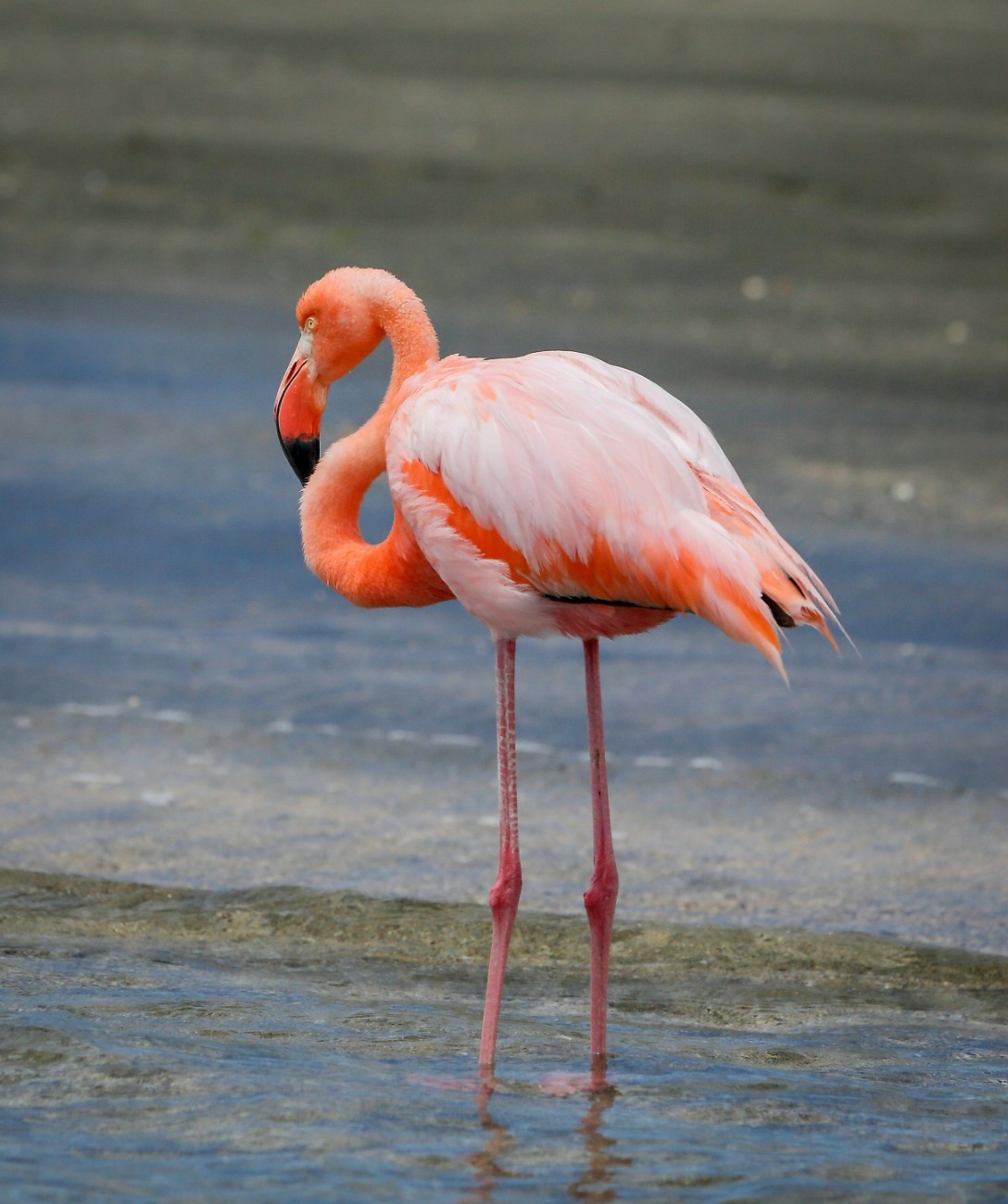 A flamingo the Galapagos Islands