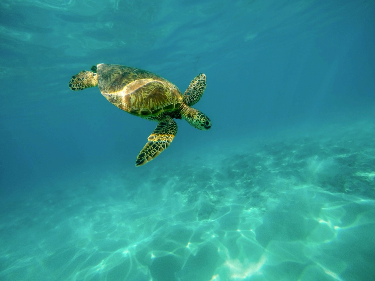 A turtle swimming in the waters of the Galapagos Islands