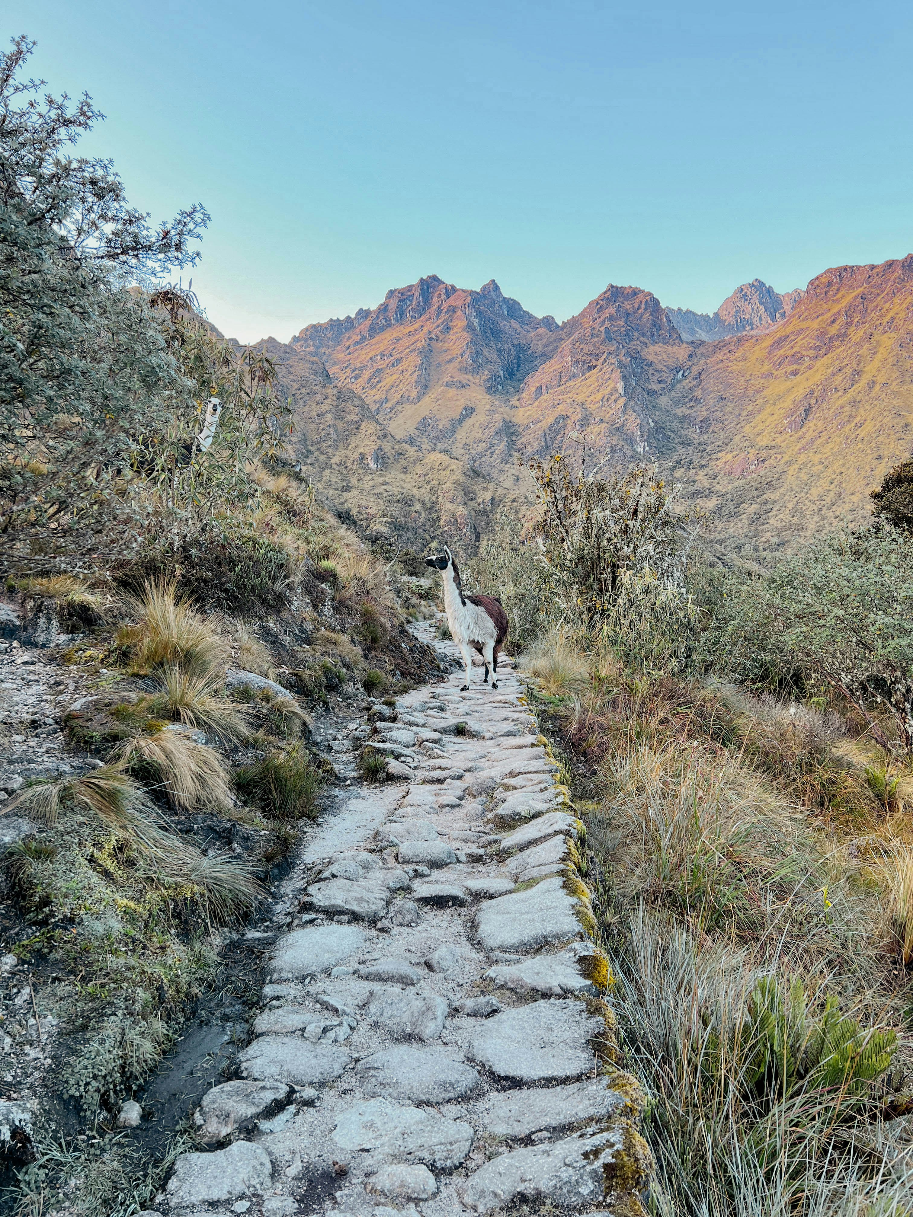 A llama stood on the path of The Inca Trail