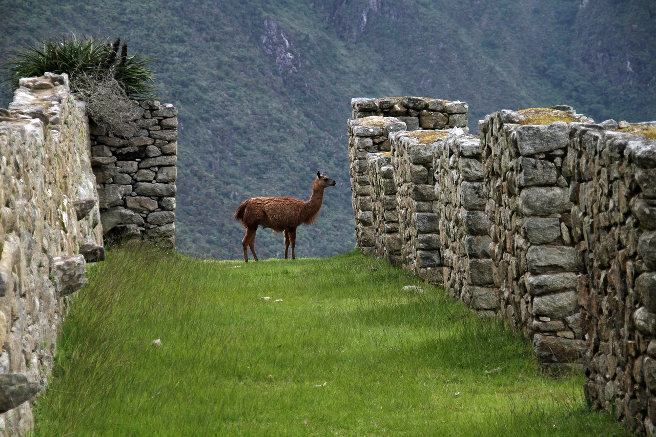 A llame on The Inca Trail