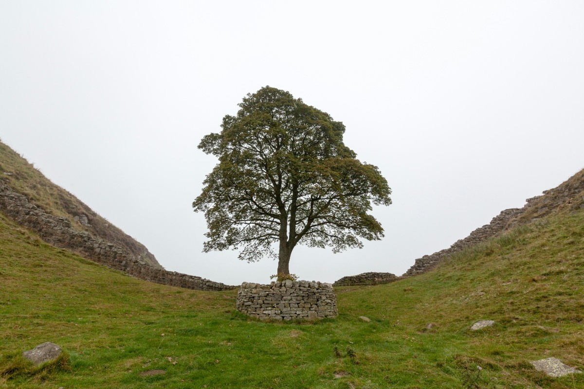 Sycamore Gap, a tree which has now been chopped down in Northumberland 