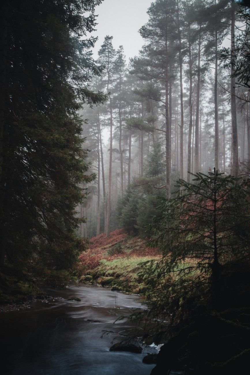 A forest with a stream running through in Northumberland National Park 