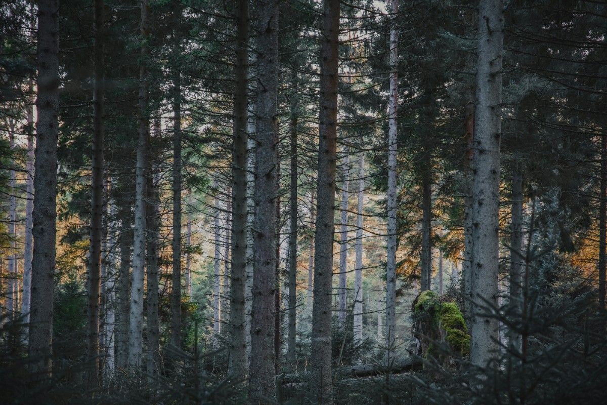 An image of a forest in Northumberland National Park 